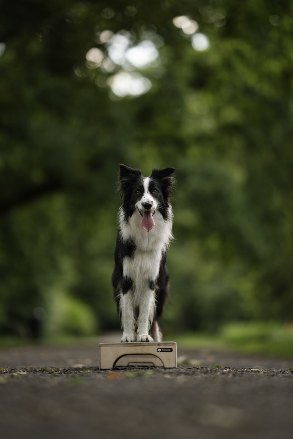 Tori – najmłodsza w stadzie, pasjonatka dog frisbee